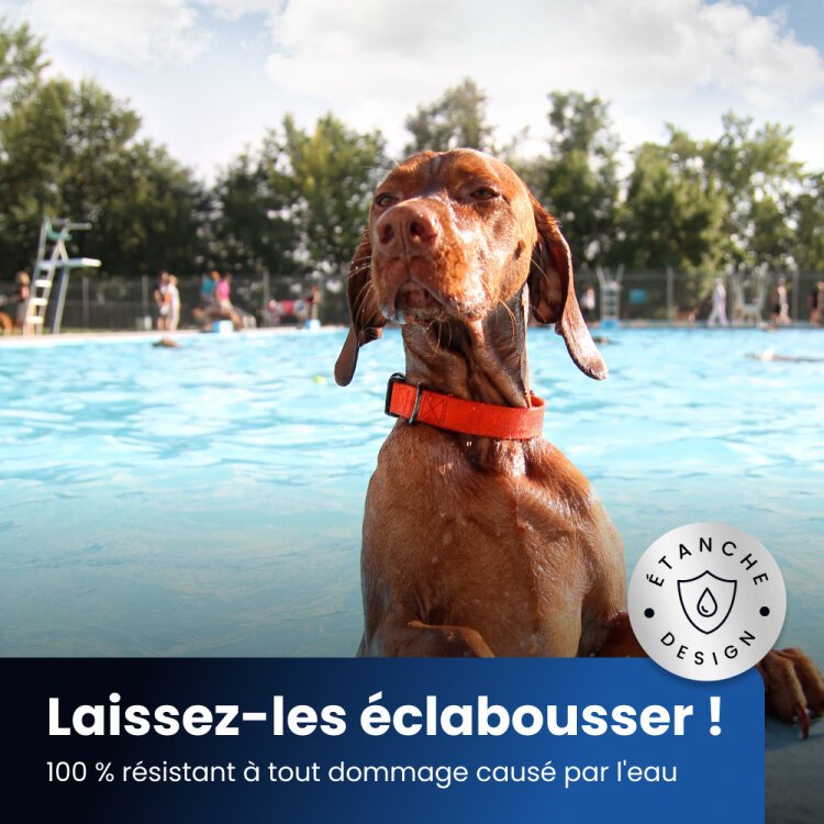 Collier NooBark résistant à l'eau, chien dans une piscine