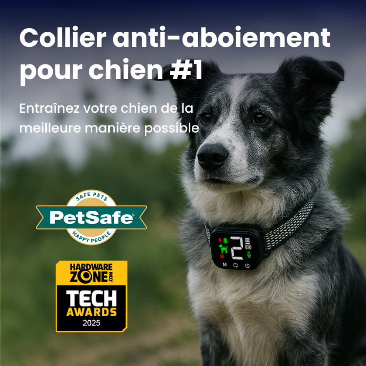 Collier anti-aboiement NooBark porté par un chien